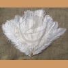Ostrich feather, white