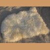 Sheep fur, white