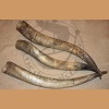 Very long raw horn, 75-85cm
